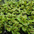 250 Seeds Red Veined Sorrel (Rumex sanguineus) – Striking Culinary Herb with Tangy Flavor for Salads and Garnishes