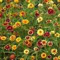 500 Seeds Zinnia Mexican Persian Carpet Mix, Dwarf Flower, Non-GMO, Vibrant Colors, Pollinator-Friendly, Easy to Grow, Perfect for Gardens