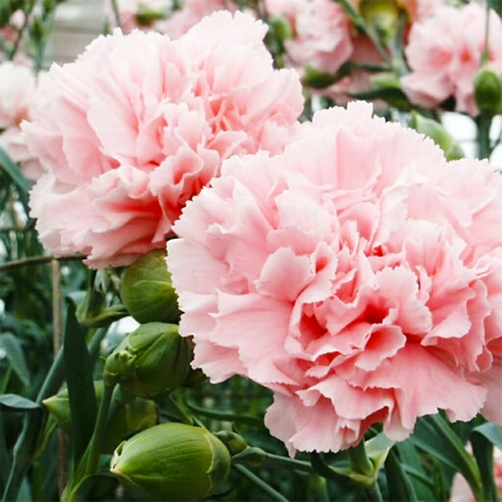 La France Carnation (Dianthus caryophyllus) 50 Seeds – Elegant Pink Blooms with Classic Fragrance