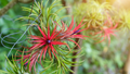 5 Bare Root Ionantha Fuego Red Air Plants, Low Maintenance, Exotic Variety, Tillandsia