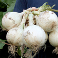 Ringmaster Onion Seeds – 250mg for Planting, Large Mild White Bulbs, Perfect for Onion Rings, Slicing, Cooking & Home Gardens