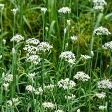 Garlic Chives Seeds 16 Ounces for Microgreens/Sprouting - Allium tuberosum
