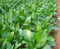 Yu Choy Sum Seeds – 500mg for Planting, Flowering Brassica Jung Green, Asian Greens, Fast Growing, Tender Stems & Leaves, High Yield