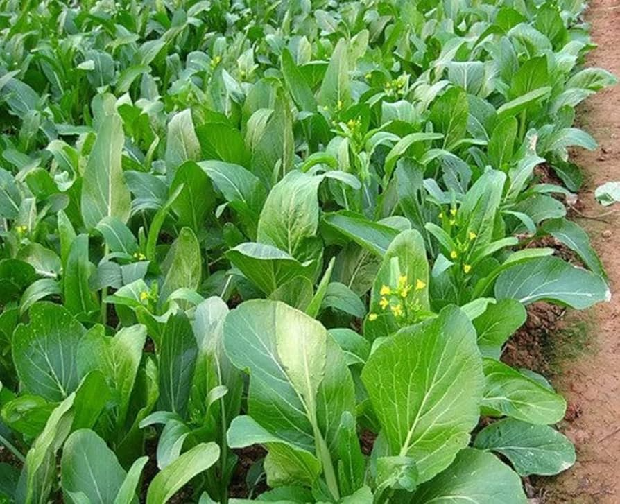 Yu Choy Sum Seeds – 500mg for Planting, Flowering Brassica Jung Green, Asian Greens, Fast Growing, Tender Stems & Leaves, High Yield