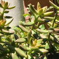 Sedum adolphi ‘Golden Glow’ Succulent | 3 Live Plant Rooted Cuttings | Vibrant Yellow-Green Foliage | Easy Care