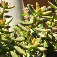 Sedum adolphi ‘Golden Glow’ Succulent | 3 Live Plant Rooted Cuttings | Vibrant Yellow-Green Foliage | Easy Care