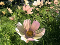 Cosmos bipinnatus Apricot Lemonade Seeds – 200+ Pastel Blooms for Garden & Cut Flowers