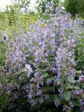 1,000 Catnip Seeds (Nepeta cataria) – Perennial Herb, Catmint, Non-GMO