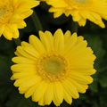 200 Yellow Gerbera Daisy Seeds – Soft Yellow Blooms for Garden Planting, Long-Stemmed Flowers for Beds, Pots & Bouquets – USA