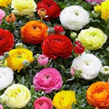 Ranunculus Appleblossom Mix Bulbs - 10 Pink, Red, White Flower Bulbs, Fast-Growing, Drought-Resistant, USDA Zones 8-11