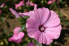 Dwarf Rose Mallow Mix Seeds – 250mg (~40 Seeds), Colorful Blooming Perennial, Compact Plant, Pollinator Friendly, Garden Border Flower