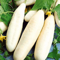 White Wonder Cucumber Seeds | Heirloom | Crisp & Bitter-Free | Non-GMO |  | Perfect for Salads & Pickles