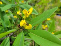 Gopherweed Seeds (Baptisia lanceolata) | 25 Seeds | Hardy Native Perennial for Pollinators