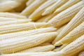 5g Popcorn Japanese Hulless White Seeds Zea mays | Tender Baby Corn & Gourmet Popcorn Variety