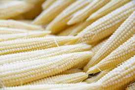 5g Popcorn Japanese Hulless White Seeds Zea mays | Tender Baby Corn & Gourmet Popcorn Variety