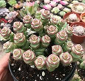 1 Crassula cv. 'Jade Necklace,' Rare Live Succulent Plant, Rooted in 2'' Pot, Easy Care