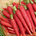 150 Seeds Atomic Red Carrot (Daucus carota) – Vibrant, Nutrient-Rich Red Carrot Variety