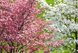Florida Dogwood Seeds (Cornus florida) | 5 Seeds | Elegant White & Pink Blooms | Ornamental Tree