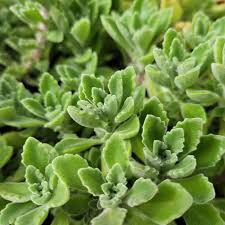 Plectranthus tomentosa – Vicks Plant | 2 Live 4” Bare Root Plants | Fragrant Succulent Houseplant