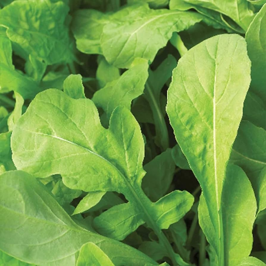 Non-GMO Arugula Microgreen Seeds for Sprouting - Brassica rapa var. sylvestris