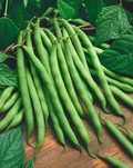Provider Green Bush Bean Seeds – 5g for Planting, High Yield, Early Maturing, Stringless Pods, Garden & Container, Easy to Grow