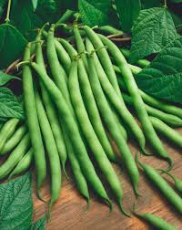 Provider Green Bush Bean Seeds – 5g for Planting, High Yield, Early Maturing, Stringless Pods, Garden & Container, Easy to Grow