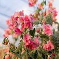 Susan Burgess Sweet Pea Seeds – 50+ Pure White Blooms – Elegant Climbing Vine for Trellises, Bouquets, Cottage Gardens & Arches – USA