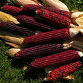 Bloody Butcher Corn (Zea mays) – Heirloom Red Kernels for Flour & Decor