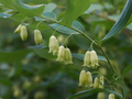 5 True Solomon's Seal Plants, Polygonatum biflorum, Bare Root Perennials, Shade-Loving Wildflowers