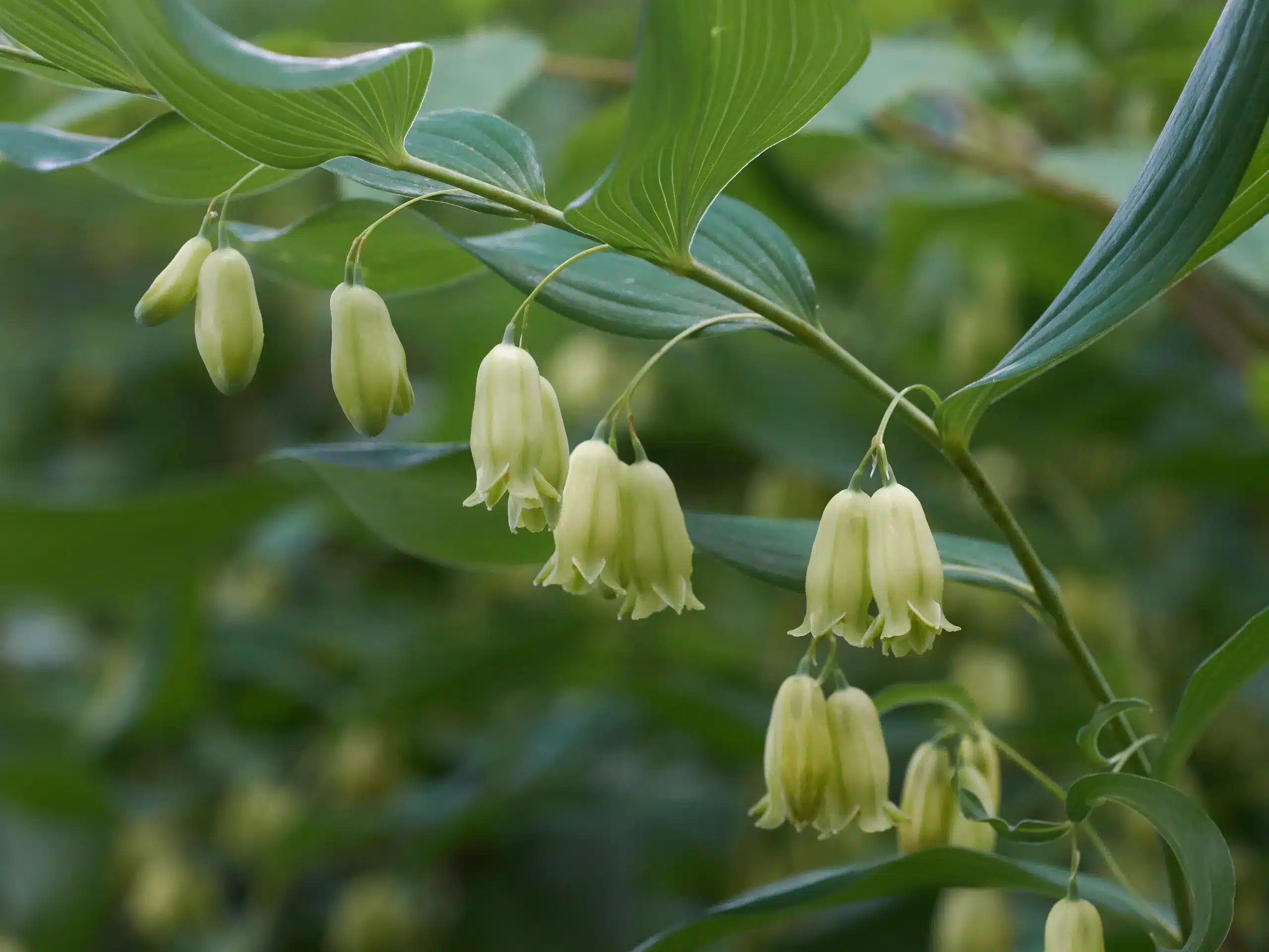 5 True Solomon's Seal Plants, Polygonatum biflorum, Bare Root Perennials, Shade-Loving Wildflowers