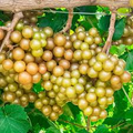 Scuppernong Grape Seeds (Vitis rotundifolia) | 5 Seeds | Grow Sweet Muscadine Grapes | Edible, High-Yield Vine