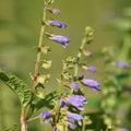 100 Skullcap Herb Seeds (Scutellaria lateriflora) for planting - Mad Dog, Grow Your Own Plant