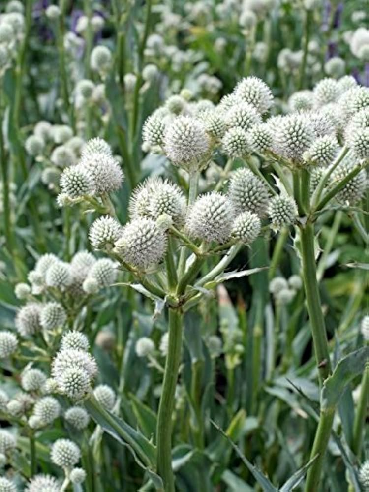 Rattlesnake Master Seeds 1g | Eryngium yuccifolium | Native Prairie Perennial, Pollinator Friendly, Unique Foliage, Non-GMO