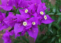 1 Well Rooted Violet Live Bougainvillea Starter/Plug Plant - Easy to Grow