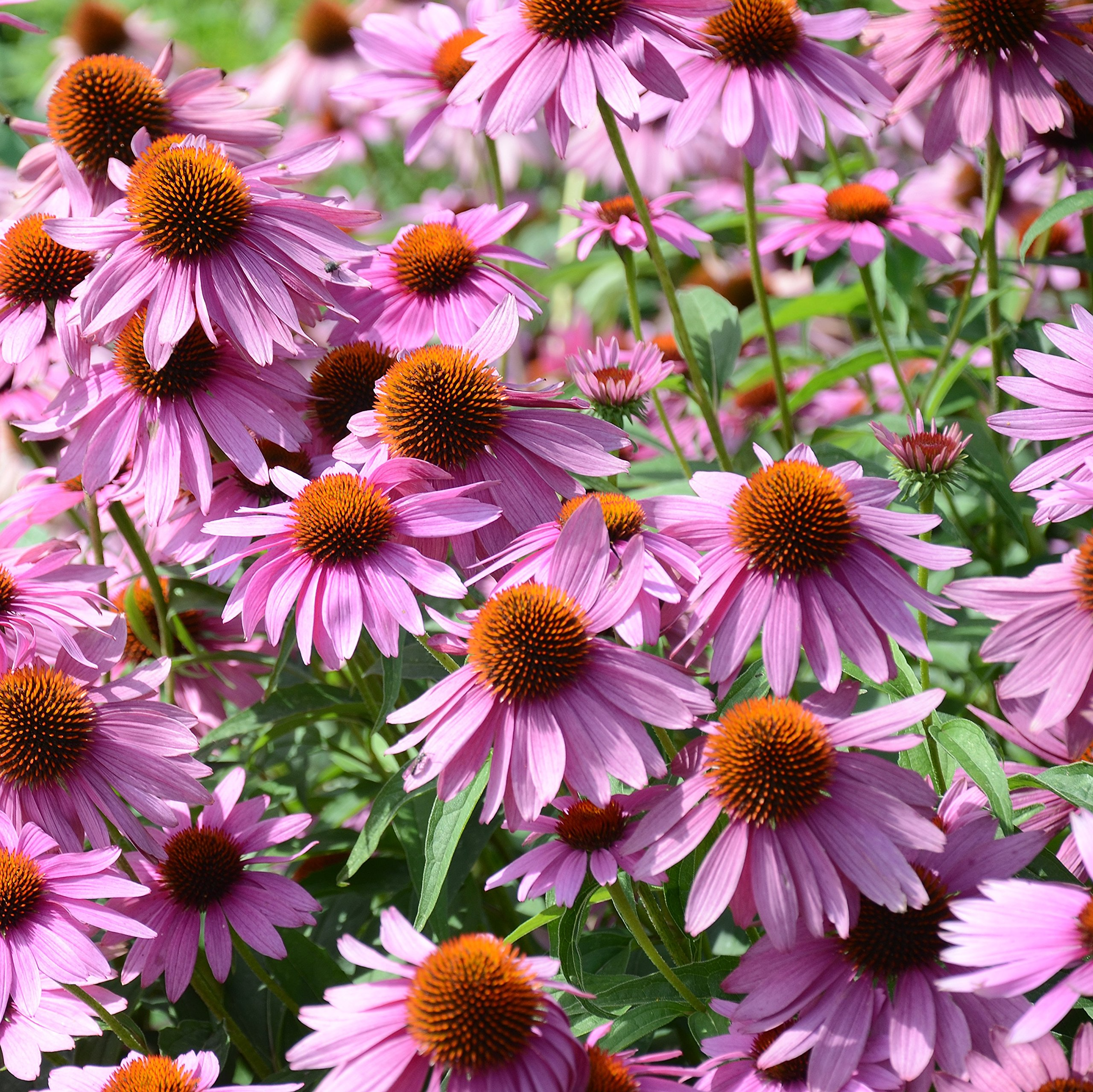 2000 Seeds Purple Coneflower, Echinacea Purpurea, Perennial Pollinator Flowe