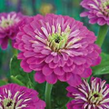 Purple Prince Zinnia (Zinnia elegans) – Royal Purple Blooms for Gardens