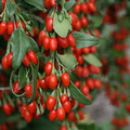 10 Goji Berry Fresh Unrooted Cuttings 7.5" Long - Lycium Barbarum - Superfood Plant for Propagation, Health & Home Garden