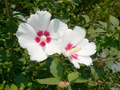 Set of 10 Unrooted Rose of Sharon Cuttings - Mix of White & Purple Hibiscus syriacus - Perfect for Planting, Grafting, and Propagation