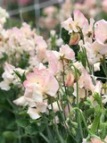 Kiera Madeline Sweet Pea 50 Seeds Cream & Raspberry Blooms – Climbing Vine for Trellises, Bouquets, Cottage Gardens,Arches – USA