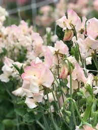 Kiera Madeline Sweet Pea 50 Seeds Cream & Raspberry Blooms – Climbing Vine for Trellises, Bouquets, Cottage Gardens,Arches – USA