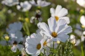 Cosmos Purity Seeds 1g | Elegant White Blooms | Pollinator-Friendly Annual Flower, Easy to Grow, Non-GMO Garden Seeds for Borders
