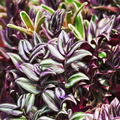 Wandering Jew (Tradescantia zebrina) – 5 Unrooted Live Cuttings – 5”+ Houseplant Easy to Grow