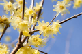 Wintersweet Tree Seeds – Chimonanthus praecox – 10 Seeds for Planting, Fragrant Winter Blooms, Ornamental Tree for Cold Season Interest
