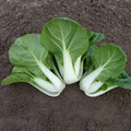 180 Seeds Dwarf Pak Choi - Baby Bok Choy for Planting (Brassica rapa) - Fast-Growing, Tender, Nutritious Asian Greens for Home Gardens