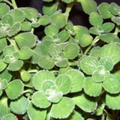 10 Unrooted Cuttings Broadleaf Thyme Spanish Oregano (Coleus amboinicus) 4-8" – Aromatic Herb, Oregano Substitute Plant, Easy Grow Starter