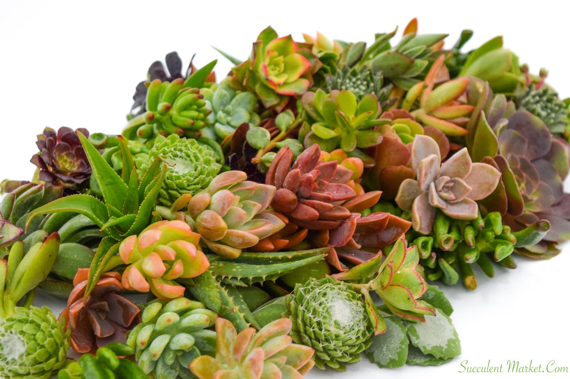 15 Assorted Succulent Unrooted Cuttings 1-2" - 50+ Varieties, Ideal for Propagation, Easy Care, Cactus & Succulent Plant Collection