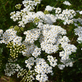 10.000 Seeds White Yarrow, Achillea Millefolium, Hardy Perennial Wildflower for Pollinator Gardens