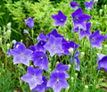 1,000 Balloon Flower Seeds (Platycodon grandiflorus) – Toraji, Chinese Bellflower, Non-GMO, Perennial, Easy to Grow, !