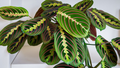 25 Prayer Calathea Seeds - Exotic Tropical Houseplant - Stunning Foliage for Indoor & Shaded Gardens