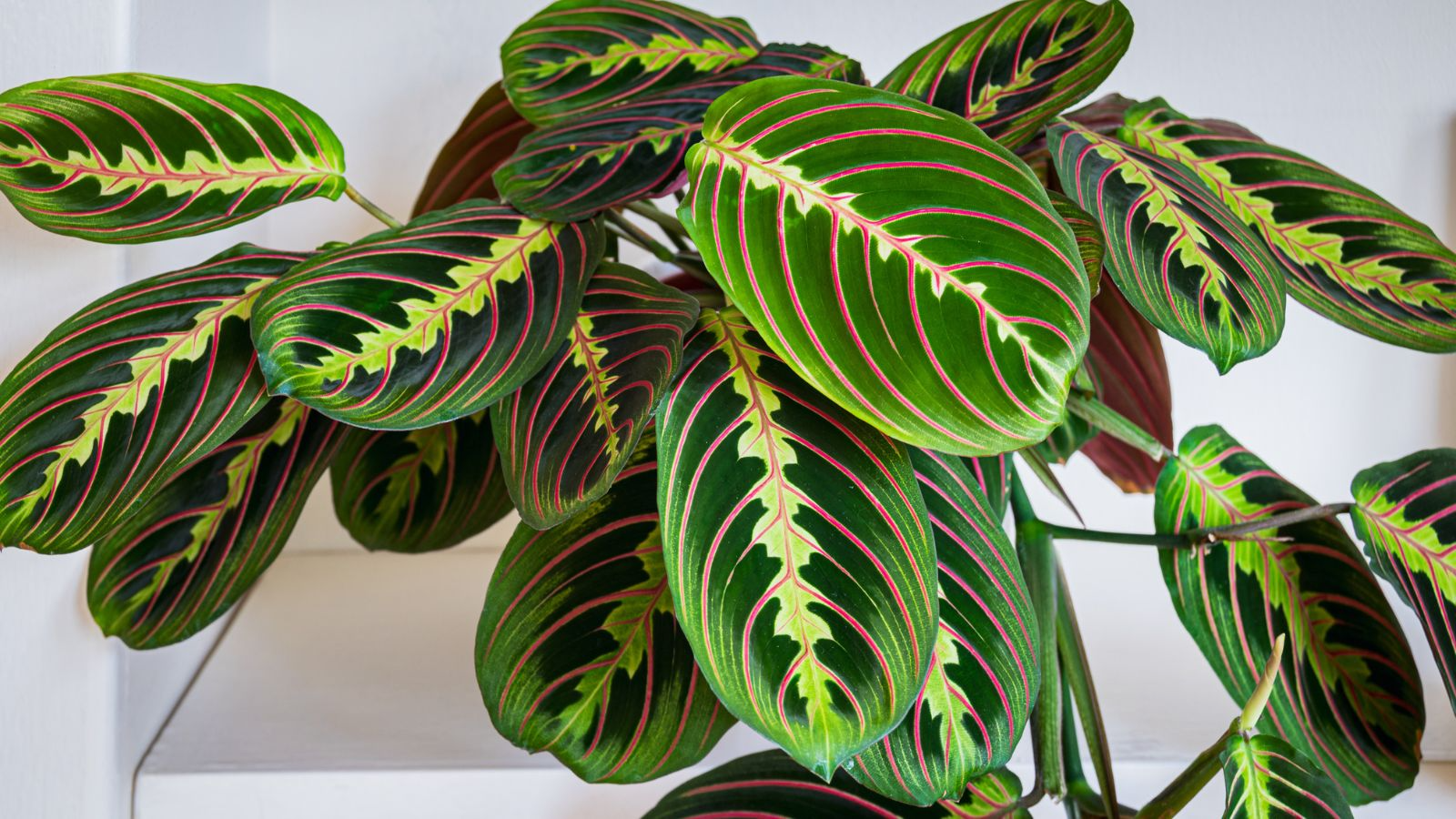 25 Prayer Calathea Seeds - Exotic Tropical Houseplant - Stunning Foliage for Indoor & Shaded Gardens